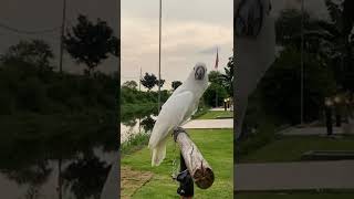 Download lagu burung kakak tua ucapkan selamat pagi tuan . #shorts mp3