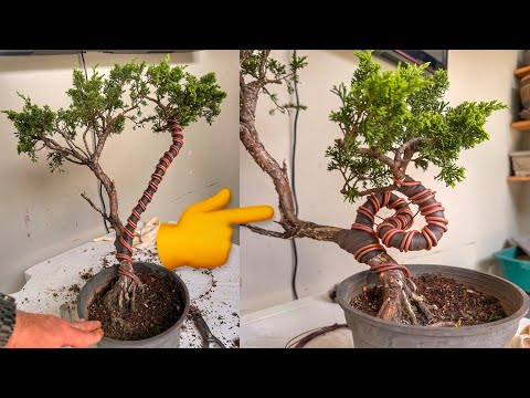 Rooting a Bonsai