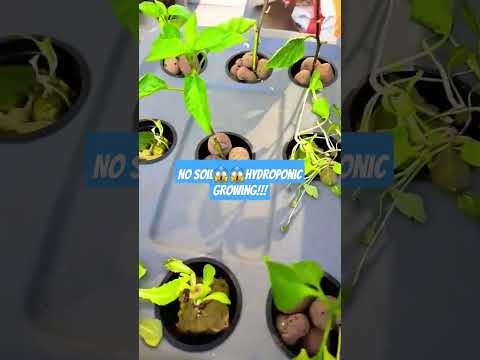 Hydroponic Growing with no soil 😱😱😱