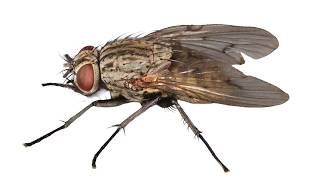 Muscid Fly