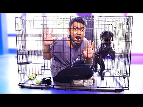 Escape The Dog Cage Challenge! Video