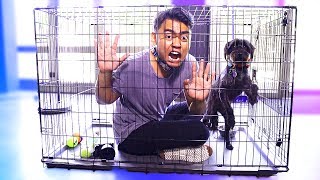 Escape The Dog Cage Challenge!