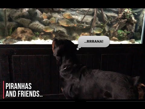 PIRANHA with FAMILY and FRIENDS