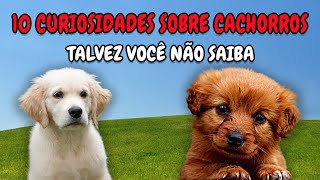 Top 10 Curiosidades sobre Cachorros que Talvez Você não Saiba #01
