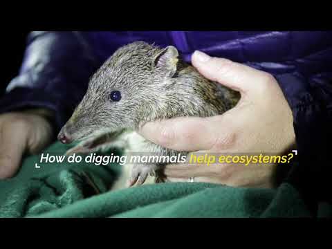 How do digging mammals help ecosystems?