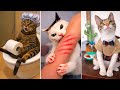 Bruschimichis Gatos Graciosos En Videos Que No Cansan De Ver