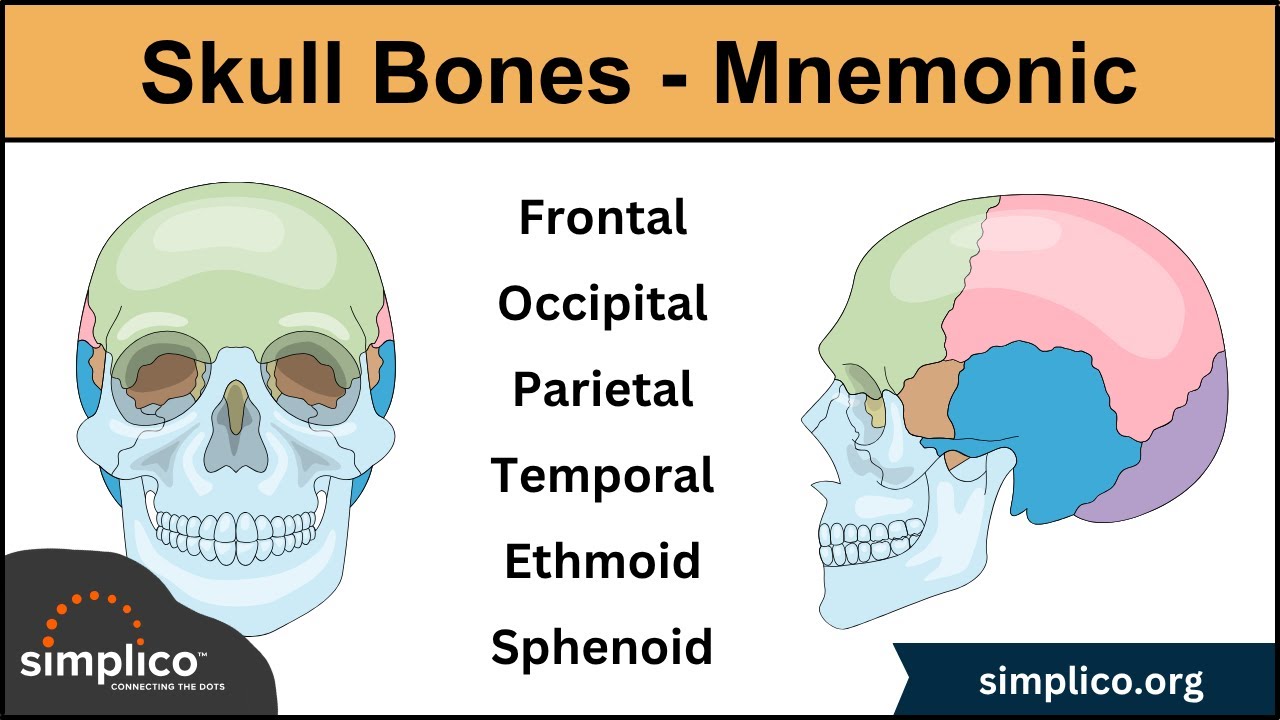 Skull Bone & Suture Mnemonic/Trick [Cranial Bone Anatomy Animation]