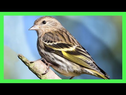 Stehlík borovicový (Spinus pinus) — spev a hlas v prírode