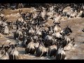 Wildebeest Migration River Crossing | Serengeti National Park, Tanzania