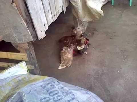 Duck Vs  Rooster with a referee Dog