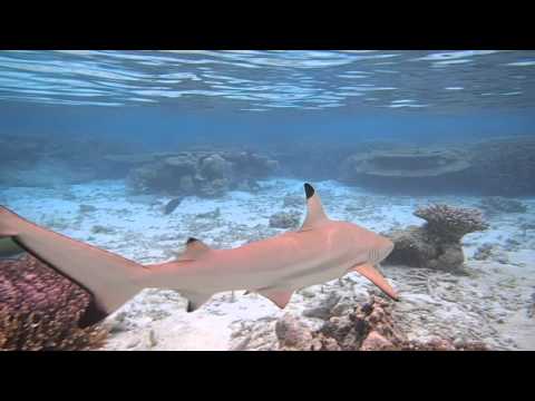 Black Tip Reef Shark - Maldives