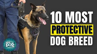 10 Of The Most Protective Dog Breeds For Securing Your Family And Home