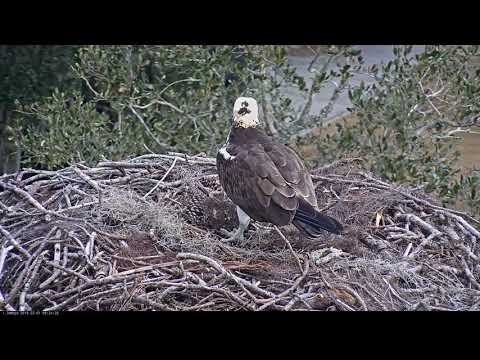 Male Osprey Spends Morning Working On The Nest Bowl In Savannah – Feb. 1, 2019