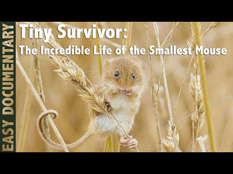 Tiny Survivor: The Incredible Life of the Smallest Mouse - Full Wildlife Documentary