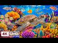 Dive Into the Mesmerizing Underwater Realm🐠Marvel at Sea Animal in The Best 4K ULTRA HD Ocean DEFAULT Thumbnail