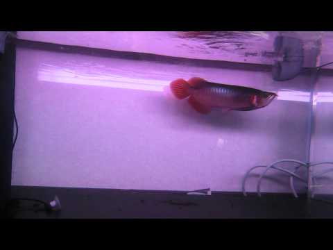 アロワナ ウルトラマニア 95F76 (2012.09.20)