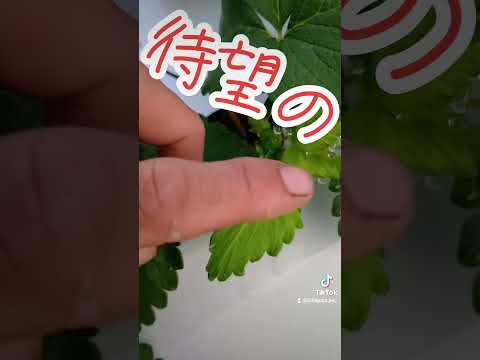 2023年のフルサンプランターに適した植物はどれですか