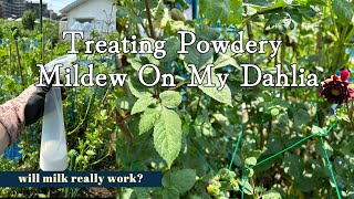 Treating Powdery Mildew on my Dahlia; Can Milk Really Work?