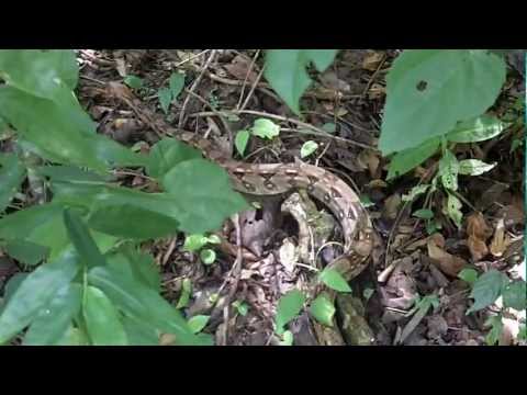 Red Tailed Boa Constrictor Wild in Tikal, Guatemala