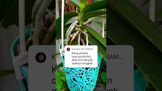 Download lagu Cara Agar akar anggrek tumbuh banyak mp3 Download lagu Cara Agar akar anggrek tumbuh banyak mp3