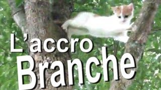 026 L'ACCROBRANCHE