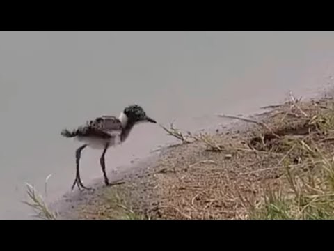 One of the two chicks of the Blacksmith lapwings - Nkorho Bush Lodge - africam - explore.org