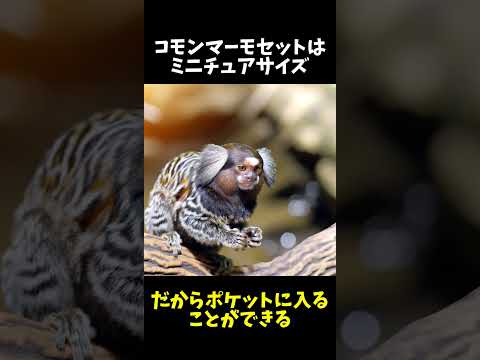 シルバーマーモセットについて詳しく解説