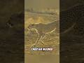 The Kind People Saved An Injured Cheetah And Then This Happened Rescue Cheetah
