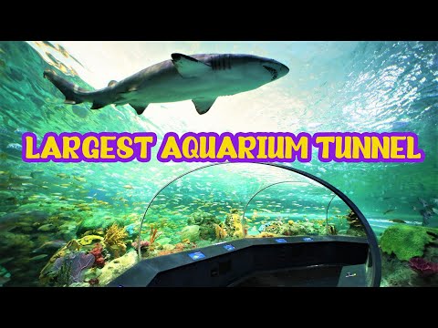 Canada's LARGEST AQUARIUM TUNNEL - Dangerous Lagoon - Aquarium Underwater Tunnel Full of Sharks