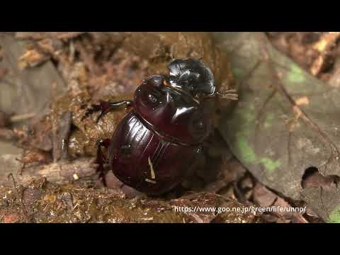 ジャングルの掃除屋 ペルーの糞虫