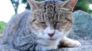 眠たすぎて目が開けられない猫が可愛すぎる