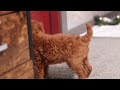 Standard Poodle dogs for sale: Charlie - Video 1