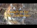 This video introduces the viewer to all of our 18 tigers and 4 lions that currently call Big Cat Rescue home! They all come from a variety of different backgrounds, but are now enjoying life at Big Cat Rescue in the Florida sunshine! There are not as many lions in sanctuaries as tigers. One reason is that lions end up being served as exotic meats. More here: www.bigcatrescue.org If you would like to find out more about a particular tiger or lion please visit our website: www.bigcatrescue.org If you would to support us in getting the laws changed regarding ownership of these cats please visit: www.bigcatrescue.org Become a fan of TJ on facebook! www.facebook.com Thanks for watching and we hope you can visit the sanctuary to see these characters in person! For more info about BIG CAT RESCUE visit: www.bigcatrescue.org Find us on FACEBOOK www.facebook.com MYSPACE: www.myspace.com TWITTER: twitter.com DONATE: www.bigcatrescue.org PLEASE SUBSCRIBE AND RATE... THANK YOU!