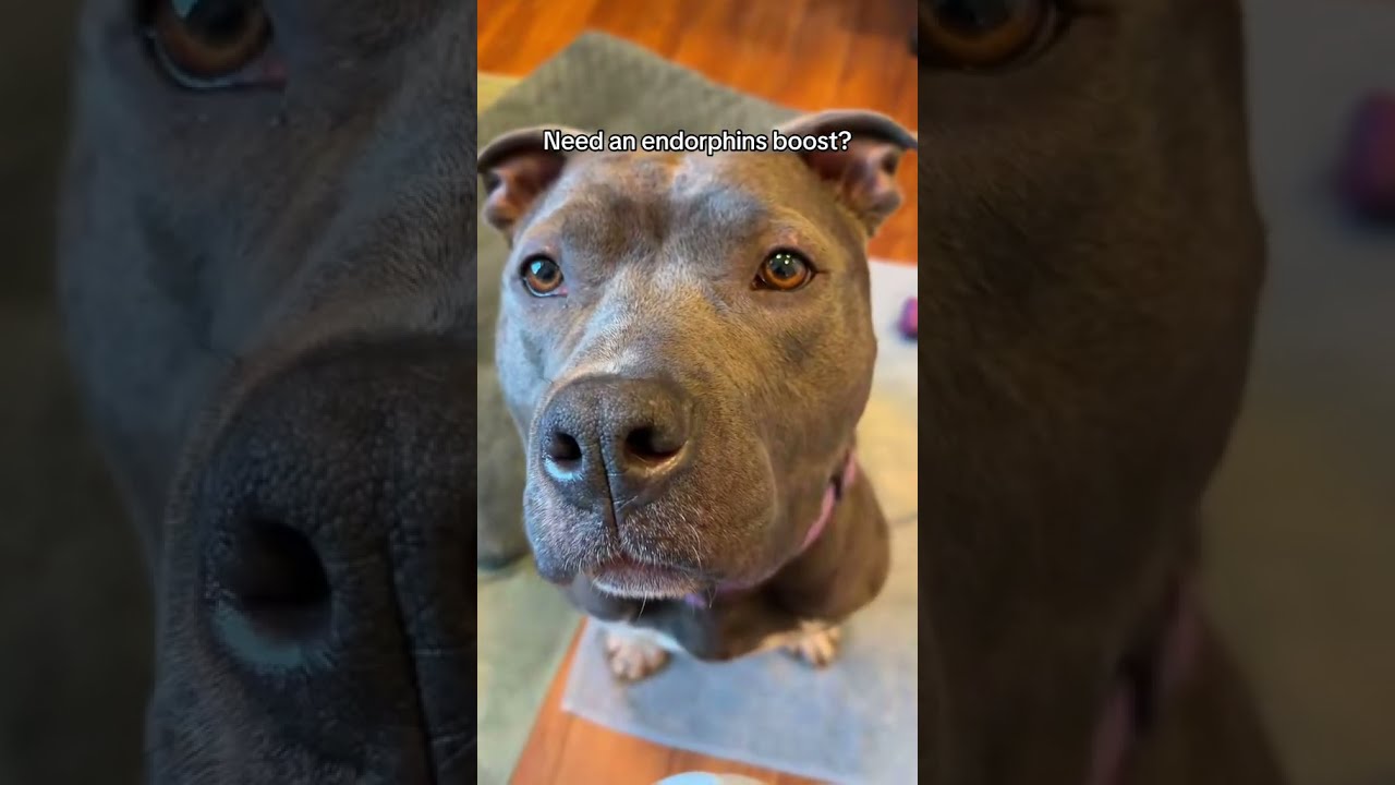 Enlarge Nyle, a Adoptable Pit Bull Terrier in Ojai, CA video 6/6