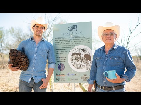 Bacanora, the “Little Bat,” and Blooming Agaves