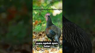 Download lagu Suara pikat ayam hutan hijau mp3 Download lagu Suara pikat ayam hutan hijau mp3