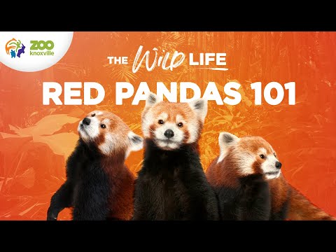 Red Pandas (the Cutest Animals on the Planet?) - The Wild Life