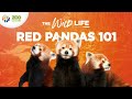 Red Pandas (the Cutest Animals on the Planet?) - The Wild Life