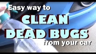 Easy Way to Clean & Remove Dead Bugs From Your Car
