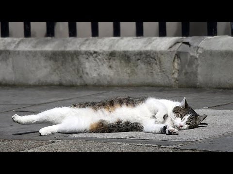 "لاري" كبير صائدي الفئران باق في 10 داونينغ ستريت وله حساب تويتر