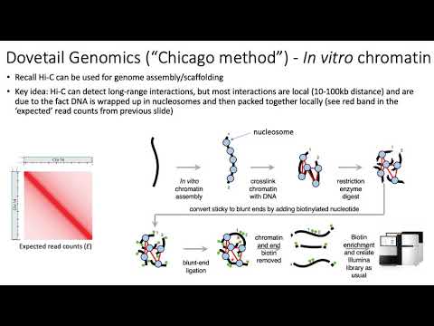 MCB 182 Lecture 10.8 - Choosing 3C assay, genome assembly with Hi-C