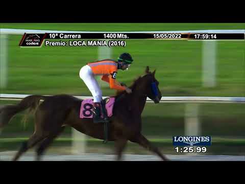 220515 c10 DOG BRILLANTE