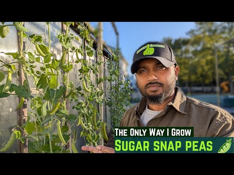Sugar Snap Peas  🫛 "Growing & Harvest Tips"  wish I knew before #gardening #garden #greentgarden