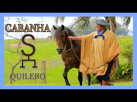 Criollo horse at the Quilero Ranch