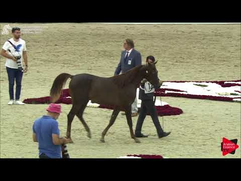 131 DUBAI ALKHAIR Sharjah International 2018