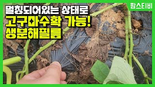 고구마밭에 멀칭한 녹는필름,생분해필름 아주 좋습니다.