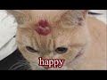 Mitski Playlist Pt 2
