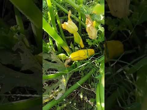 ズッキーニ 植物