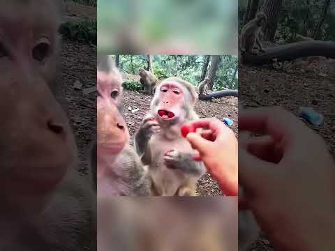 🐒 Она каждый день притворялась ради дружбы с обезьяной ❤️