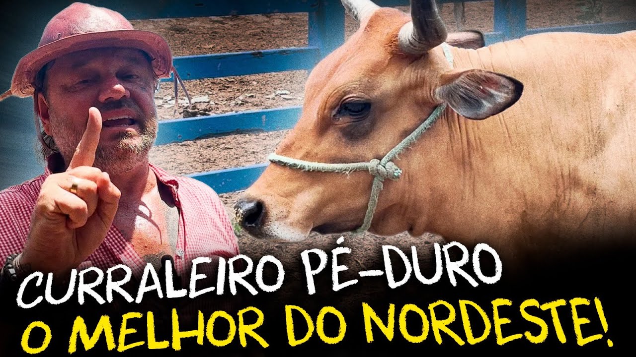 PÉ-DURO: O GADO QUE DESAFIOU O SERTÃO BRASILEIRO